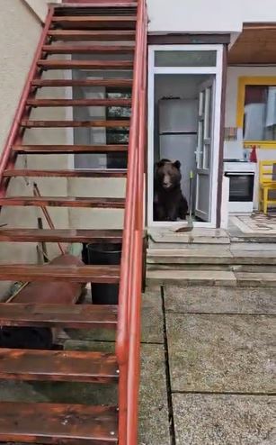 VIDEO Prahova: O ursoaică cu pui a intrat de două ori într-o casă din Bușteni; zona este monitorizată