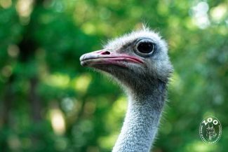 VIDEO Mureș: Procesul de ieșire din ou a unui pui de struț african, filmat la Grădina Zoologică