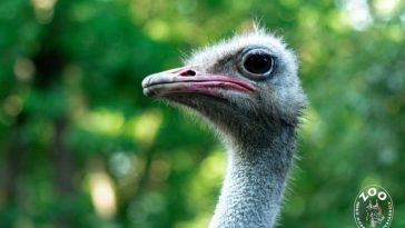 VIDEO Mureș: Procesul de ieșire din ou prin ecloziune a unui pui de struț african, filmat la Grădina Zoologică