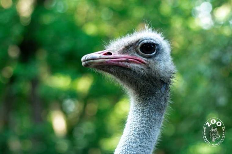 VIDEO Mureș: Procesul de ieșire din ou a unui pui de struț african, filmat la Grădina Zoologică
