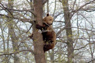 Neamț: Șapte mesaje RO-ALERT în week-end cu privire la apariția unor urși; un animal a fost împușcat