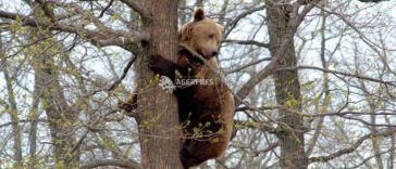 Neamț: Șapte mesaje RO-ALERT în week-end cu privire la apariția unor urși; un animal a fost împușcat
