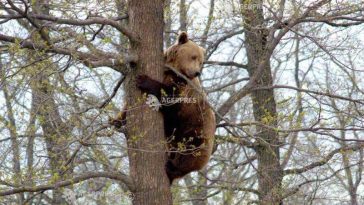 Neamț: Șapte mesaje RO-ALERT în week-end cu privire la apariția unor urși; un animal a fost împușcat