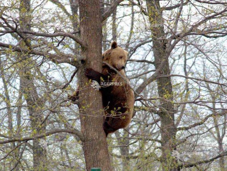Neamț: Șapte mesaje RO-ALERT în week-end cu privire la apariția unor urși; un animal a fost împușcat