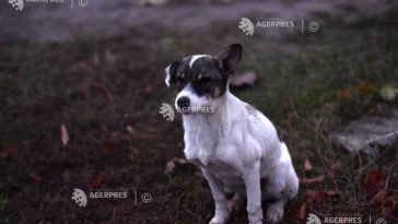 Argeș: În județ există, în prezent, aproximativ 185.000 de câini, dintre care circa 85.000 nu au proprietar