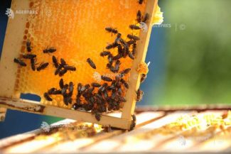 Bihor: Apicultorii ar aprecia introducerea primei de 12 euro/familie de albine
