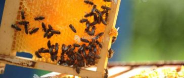 Bihor: Apicultorii ar aprecia introducerea primei de 12 euro/familie de albine