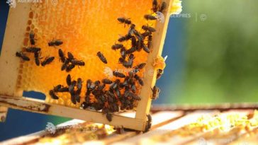 Bihor: Apicultorii ar aprecia introducerea primei de 12 euro/familie de albine
