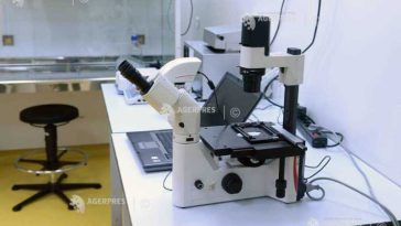Prima transmitere de la om la om a bacteriei dermatofilozei