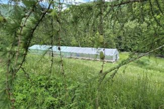 Buzău: Singurul solar pentru rășinoase al Direcției Silvice ajută la producerea unui număr de 150.000 de puieți