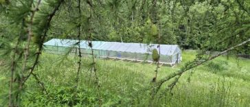 Buzău: Singurul solar pentru rășinoase al Direcției Silvice ajută la producerea unui număr de 150.000 de puieți