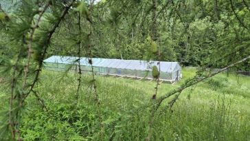 Buzău: Singurul solar pentru rășinoase al Direcției Silvice ajută la producerea unui număr de 150.000 de puieți