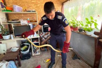 Olt: Un șarpe cu o lungime de 1,5 metri, îndepărtat de jandarmi din bucătăria unei locuințe din Stoenești