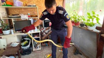 Olt: Un șarpe cu o lungime de 1,5 metri, îndepărtat de jandarmi din bucătăria unei locuințe din Stoenești