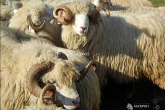 ANSVSA contestă restricțiile Comisiei Europene și propune măsuri pentru salvarea exporturilor de ovine
