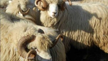 ANSVSA contestă restricțiile Comisiei Europene și propune măsuri pentru salvarea exporturilor de ovine