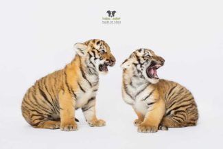 Bihor: Doi pui de tigru siberian, noile vedete de la Zoo Oradea