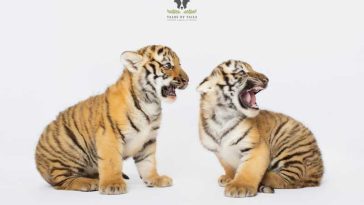 Bihor: Doi pui de tigru siberian, noile vedete de la Zoo Oradea