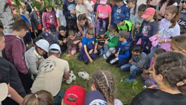 Harghita: Aproximativ 35 de pui de barză au fost inelați la Joseni, la ediția a treia a acțiunii de monitorizare