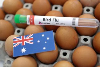 Primul caz de gripă aviară H5, extrem de contagioasă, detectat în Australia