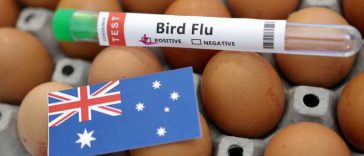 Primul caz de gripă aviară H5, extrem de contagioasă, detectat în Australia