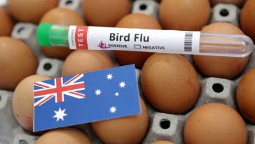 Primul caz de gripă aviară H5, extrem de contagioasă, detectat în Australia