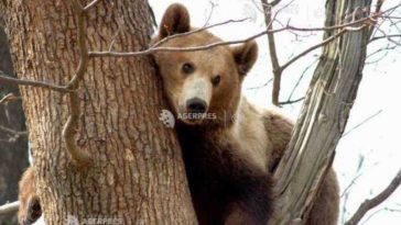Sibiu: Urs pe Valea Avrigului; a fost transmis mesaj RO-ALERT