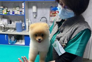 Buzău: Veterinarii recomandă pregătirea prietenilor necuvântători înainte de concedii; pot dezvolta afecțiuni rare și letale