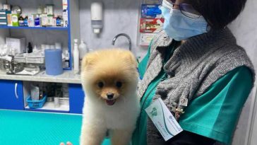 Buzău: Veterinarii recomandă pregătirea prietenilor necuvântători înainte de concedii; pot dezvolta afecțiuni rare și letale