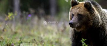 Covasna: Un urs a fost extras la Sfântu Gheorghe; se menține activă o capcană pe strada Lunca Oltului