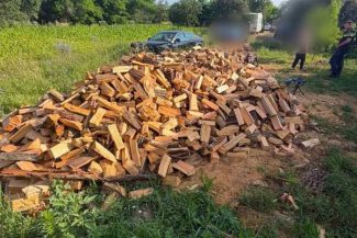 Timiș: Administrator al unei societăți de exploatare a lemnului, reținut pentru infracțiuni silvice