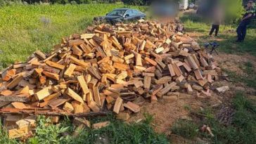 Timiș: Administrator al unei societăți de exploatare a lemnului, reținut pentru infracțiuni silvice