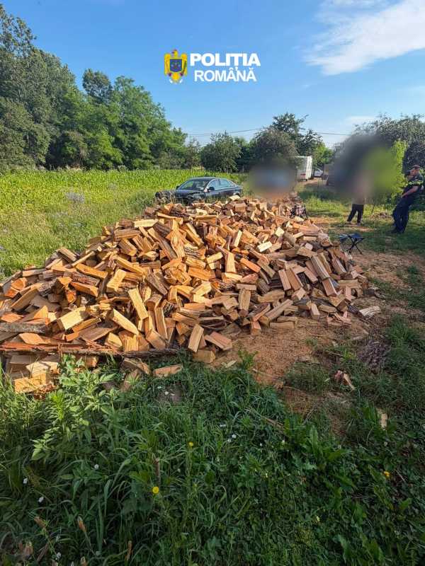 Timiș: Administrator al unei societăți de exploatare a lemnului, reținut pentru infracțiuni silvice