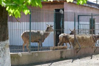 Bihor: Grădina zoologică din Oradea va fi relocată la Sânmartin, într-un complex de agrement de peste 50 de hectare