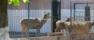 Bihor: Grădina zoologică din Oradea va fi relocată la Sânmartin, într-un complex de agrement de peste 50 de hectare