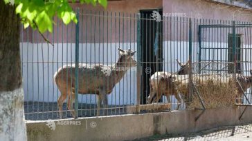 Bihor: Grădina zoologică din Oradea va fi relocată la Sânmartin, într-un complex de agrement de peste 50 de hectare