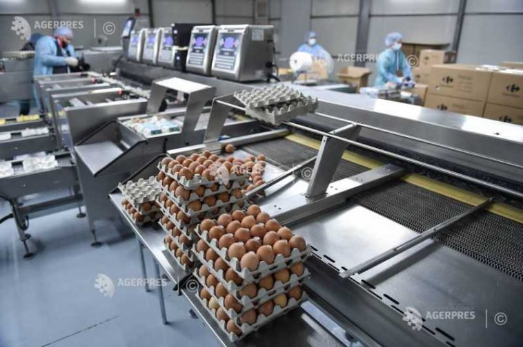 INS: Prețul ouălor a scăzut în aprilie în majoritatea piețelor agroalimentare
