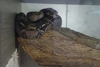 Doi şerpi boa constrictor găsiţi într-o săptămână pe un teren de golf din Marea Britanie