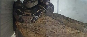 Doi şerpi boa constrictor găsiţi într-o săptămână pe un teren de golf din Marea Britanie