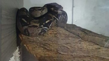 Doi şerpi boa constrictor găsiţi într-o săptămână pe un teren de golf din Marea Britanie