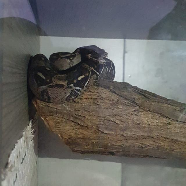 Doi şerpi boa constrictor găsiţi într-o săptămână pe un teren de golf din Marea Britanie