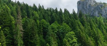 Federaţia Silva susţine că noua lege a salarizării reduce veniturile silvicultorilor cu 25%/ Sindicaliştii cer eliminarea prevederii care anulează compensarea fostului spor de risc prevăzută de Codul silvic