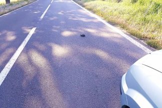 Atenţionare pentru şoferii care circulă în zona Rezervaţiei Biosferei Delta Dunării, unde ţestoasele se află în faza de depunere a pontelor şi traversează frecvent drumurile – Este recomandată oprirea în zone cu vegetaţie unde acestea se pot ascunde – FOT