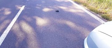 Atenţionare pentru şoferii care circulă în zona Rezervaţiei Biosferei Delta Dunării, unde ţestoasele se află în faza de depunere a pontelor şi traversează frecvent drumurile – Este recomandată oprirea în zone cu vegetaţie unde acestea se pot ascunde – FOT