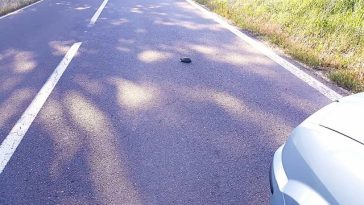 Atenţionare pentru şoferii care circulă în zona Rezervaţiei Biosferei Delta Dunării, unde ţestoasele se află în faza de depunere a pontelor şi traversează frecvent drumurile – Este recomandată oprirea în zone cu vegetaţie unde acestea se pot ascunde – FOT