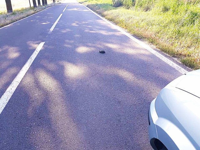 Atenţionare pentru şoferii care circulă în zona Rezervaţiei Biosferei Delta Dunării, unde ţestoasele se află în faza de depunere a pontelor şi traversează frecvent drumurile – Este recomandată oprirea în zone cu vegetaţie unde acestea se pot ascunde – FOT