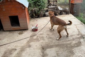 Protecţia Animalelor Consiliul Judeţean Ilfov: Nu exagerăm dacă spunem că-n Ilfov, la o aruncătură de băţ de o capitală europeană, 90% dintre câinii din curţi stau în lanţ / Lanţul reprezintă abuz / Senatul a adoptat legea care stabileşte acest lucru