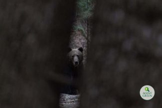 Agent Green: Problema României nu este că legea protejează prea mult ursul. Problema României este că statul a protejat prea puţin oamenii şi prea puţin ursul. A abandonat prevenţia. Iar acum ni se cere să credem că vinovat este ursul?