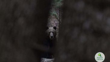 Agent Green: Problema României nu este că legea protejează prea mult ursul. Problema României este că statul a protejat prea puţin oamenii şi prea puţin ursul. A abandonat prevenţia. Iar acum ni se cere să credem că vinovat este ursul?