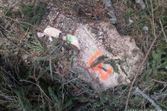 Garda Forestieră, nereguli depistate în pădurile din Poiana Stampei: Tăieri ilegale de arbori, furt de lemne şi utilizarea nelegală a ciocanului silvic circular / Amenzi şi sesizări penale
